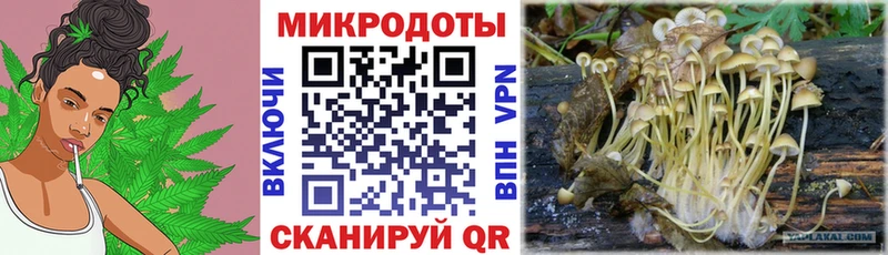 Псилоцибиновые грибы Psilocybe где купить наркоту Далматово